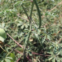 Cleome chelidonii L.f.